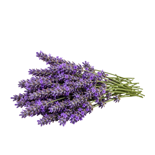 Lavender Extract (Lavandula angustifolia)