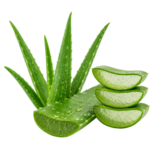 Aloe Vera Extract (Aloe barbadensis miller)