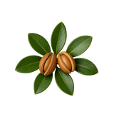 Argan Oil