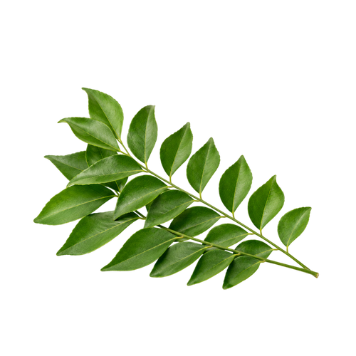 Curry Leaves Extract (Murraya koenigii)