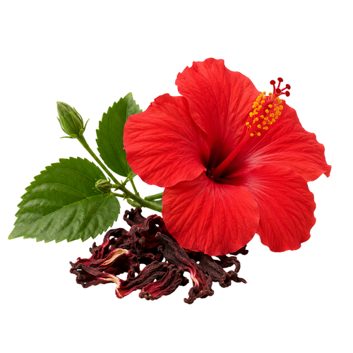 Hibiscus Extract (Hibiscus rosa-sinensis)