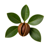 Jojoba Oil